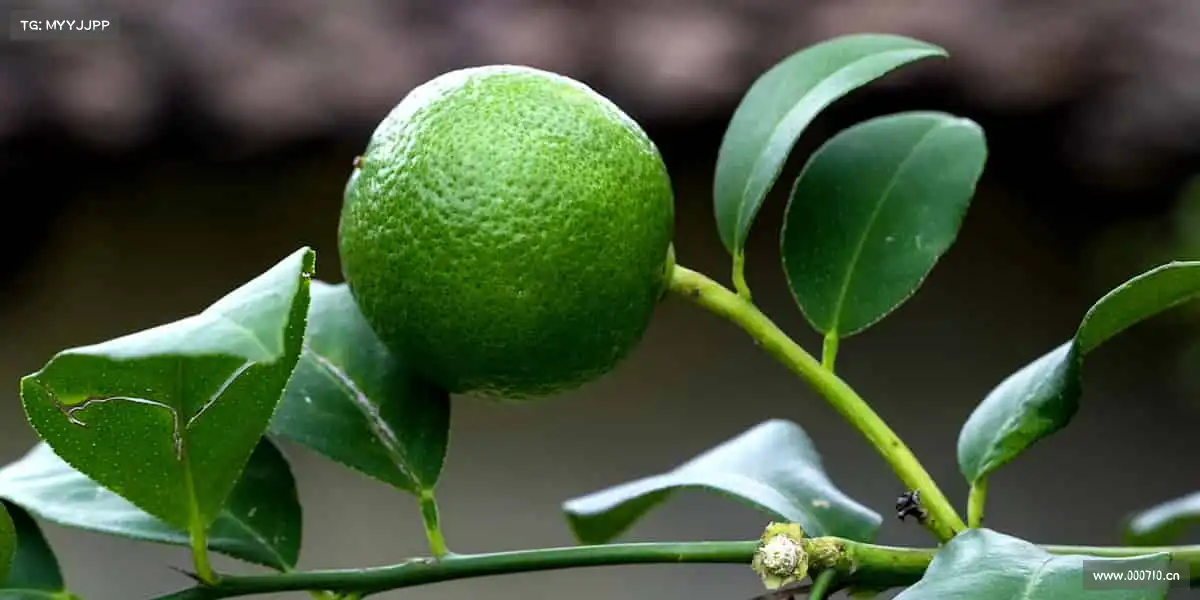 J9九游会官方网站——🏆用汗水浇灌梦想，用热爱点燃赛场！​